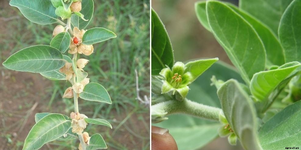 Organic Ashwagandha Farming, Cultivation, Growing