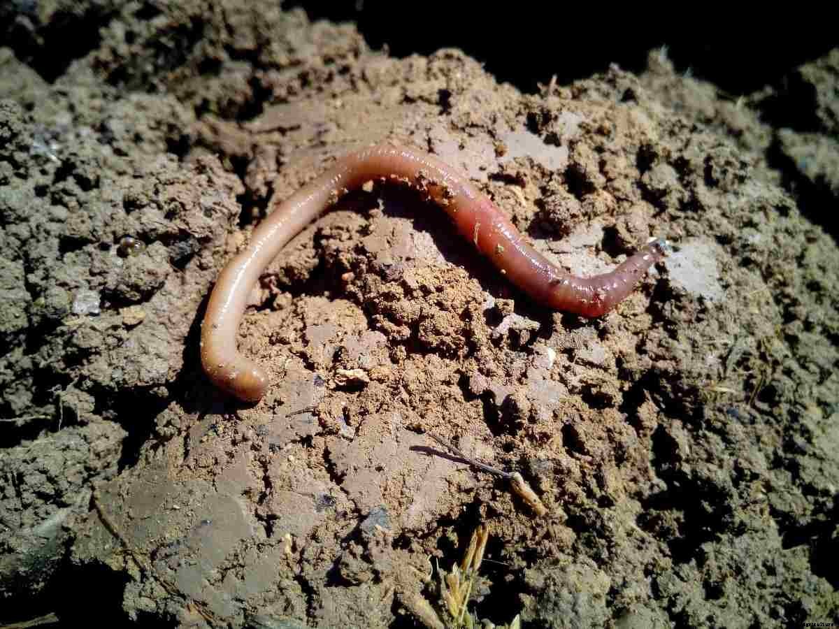 Role Of Earthworms In Soil Health, Benefits of Earthworms