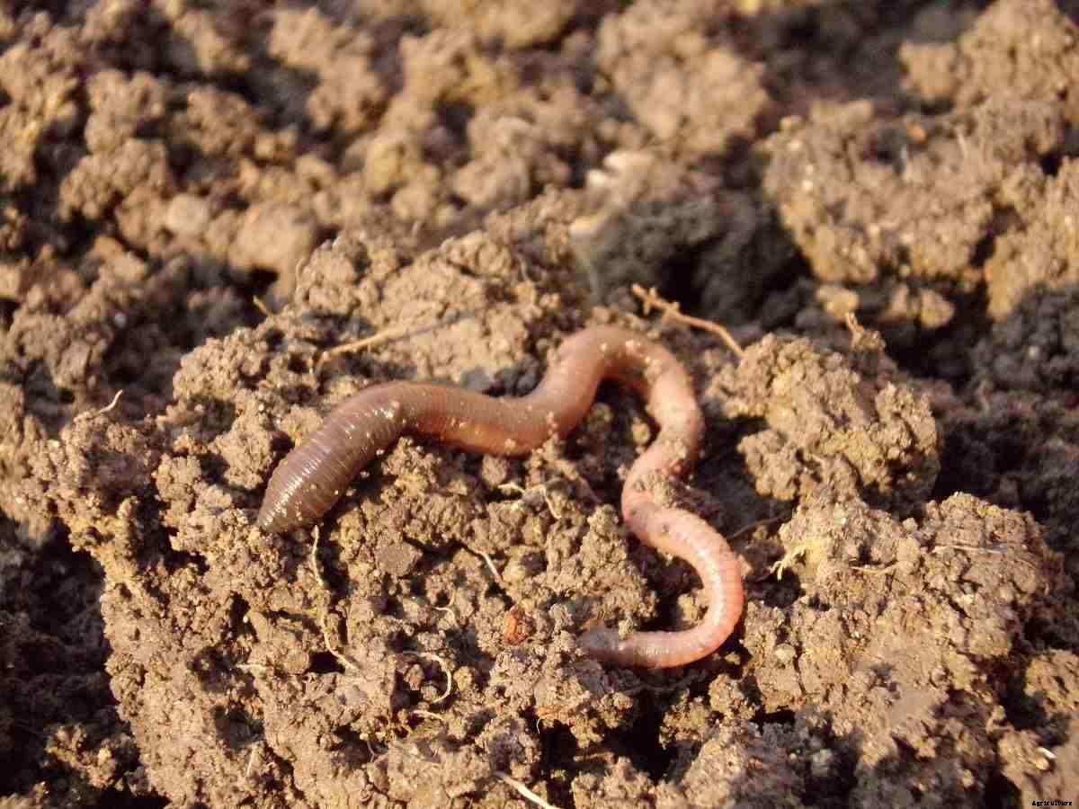Role Of Earthworms In Soil Health, Benefits of Earthworms