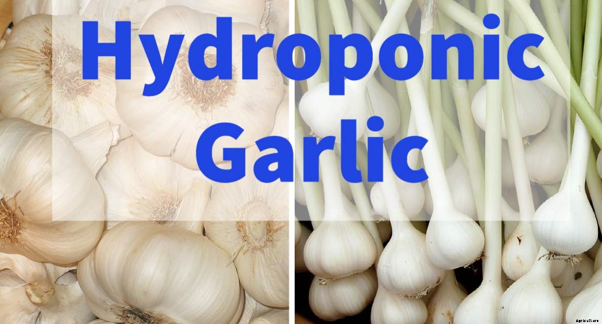 Hydroponic Garlic Farming, Planting, Growing Procedure