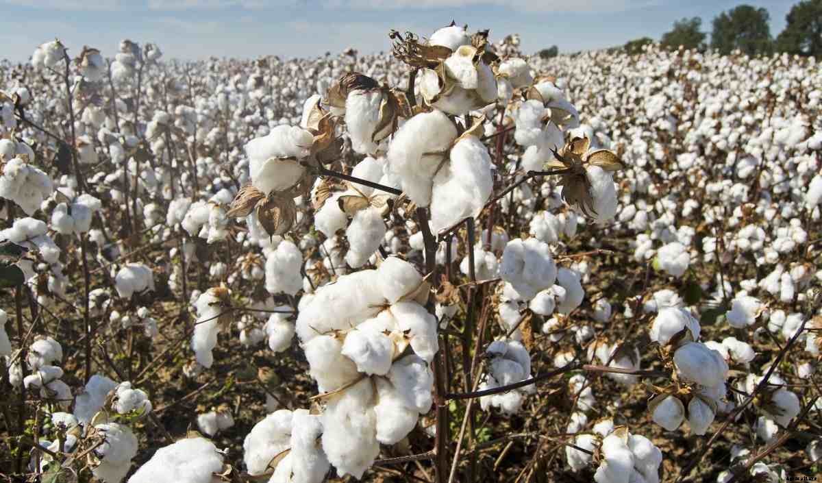 Agriculture Farming In Andhra Pradesh