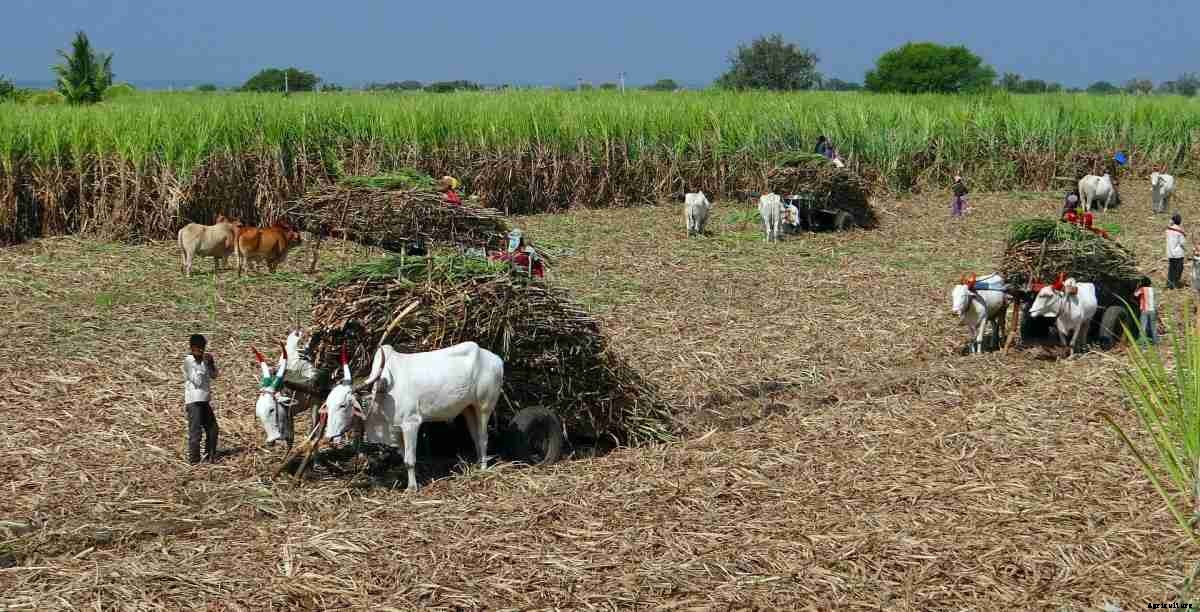 Agriculture Farming In Andhra Pradesh