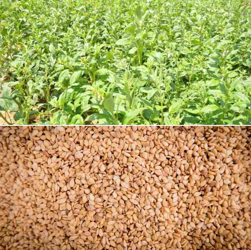 Organic Sesame Cultivation, Production Practices