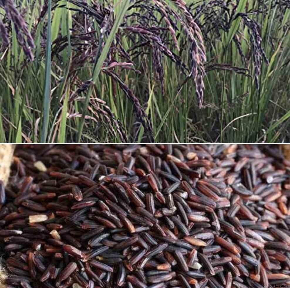 Black Rice Cultivation, Farming Practices In India