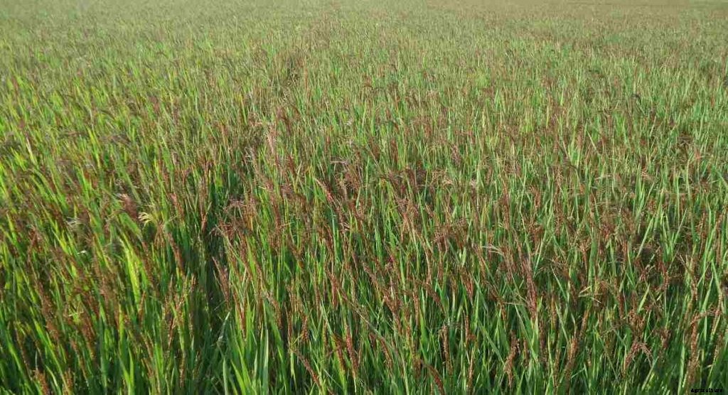 Black Rice Cultivation, Farming Practices In India