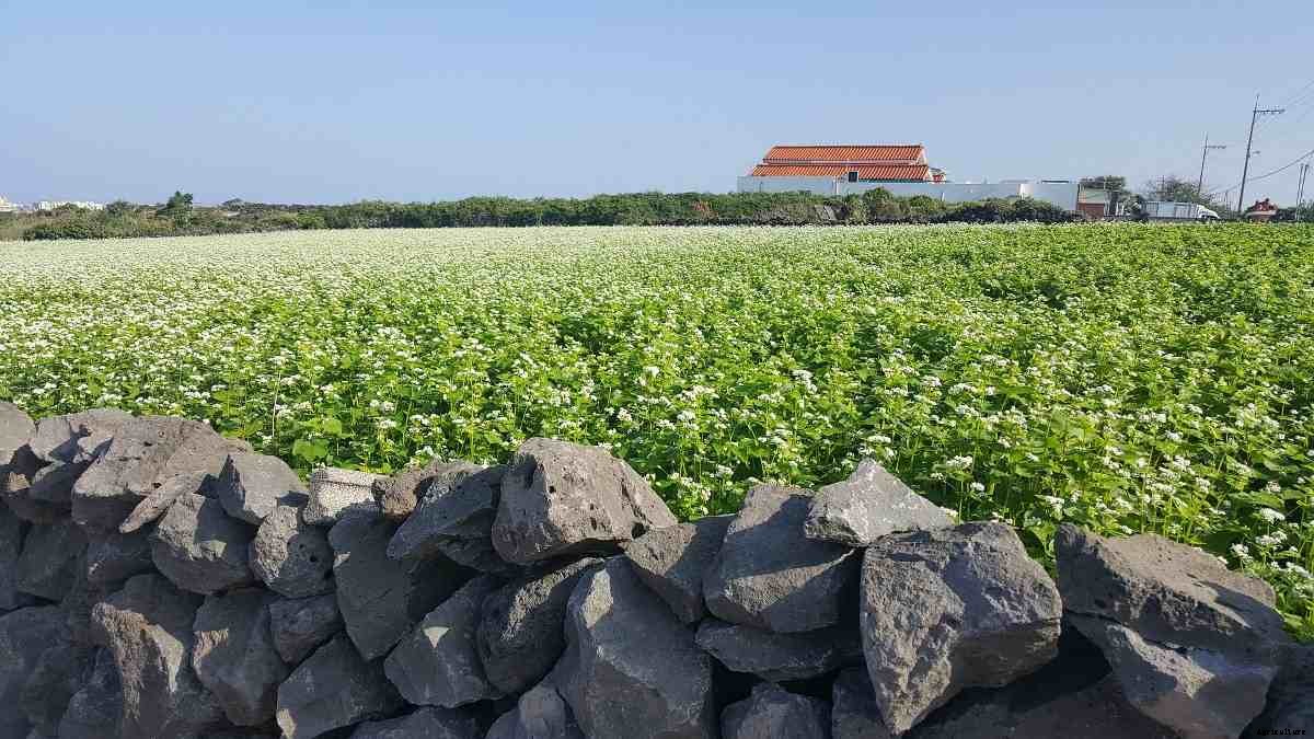 Buckwheat Cultivation (Kuttu), Farming Practices