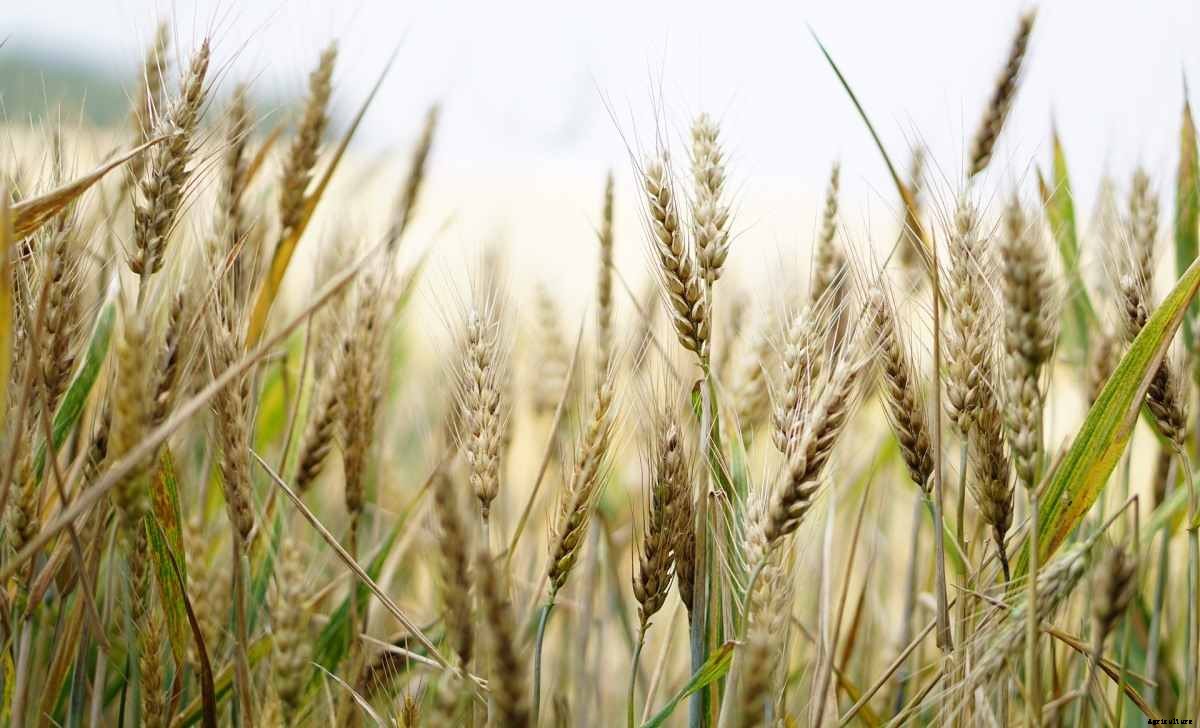 Agriculture Farming In Karnataka, Cultivation Of Crops