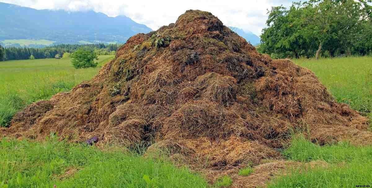 Making Compost with Cow Dung  – A Full Guide