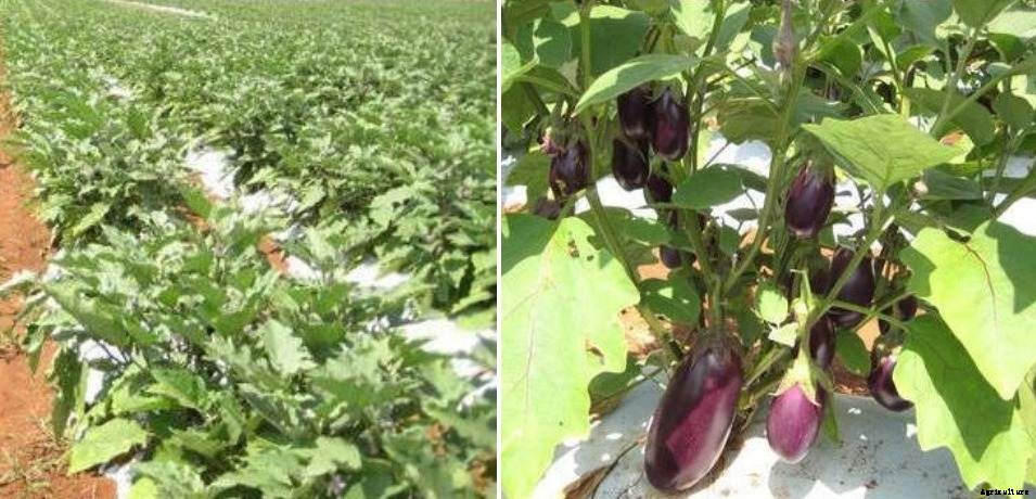 Mulching Brinjal Plants (Eggplants) Organically/Inorganically