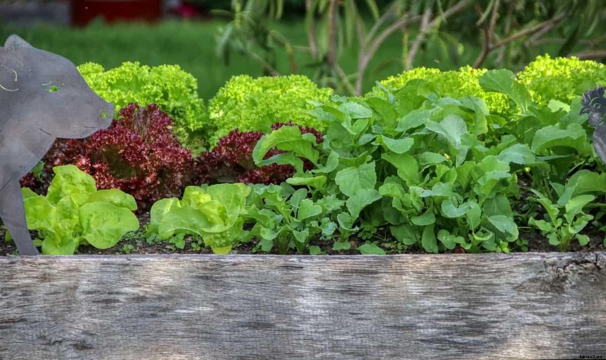 Commercial Raised Bed Farming – A Full Guide