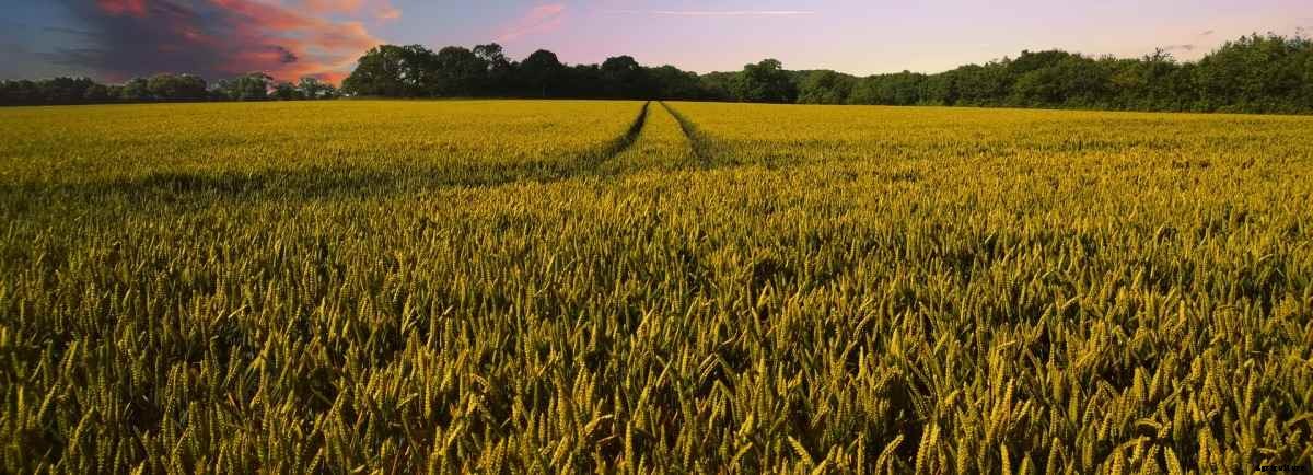 Agriculture Farming in Telangana, and Schemes