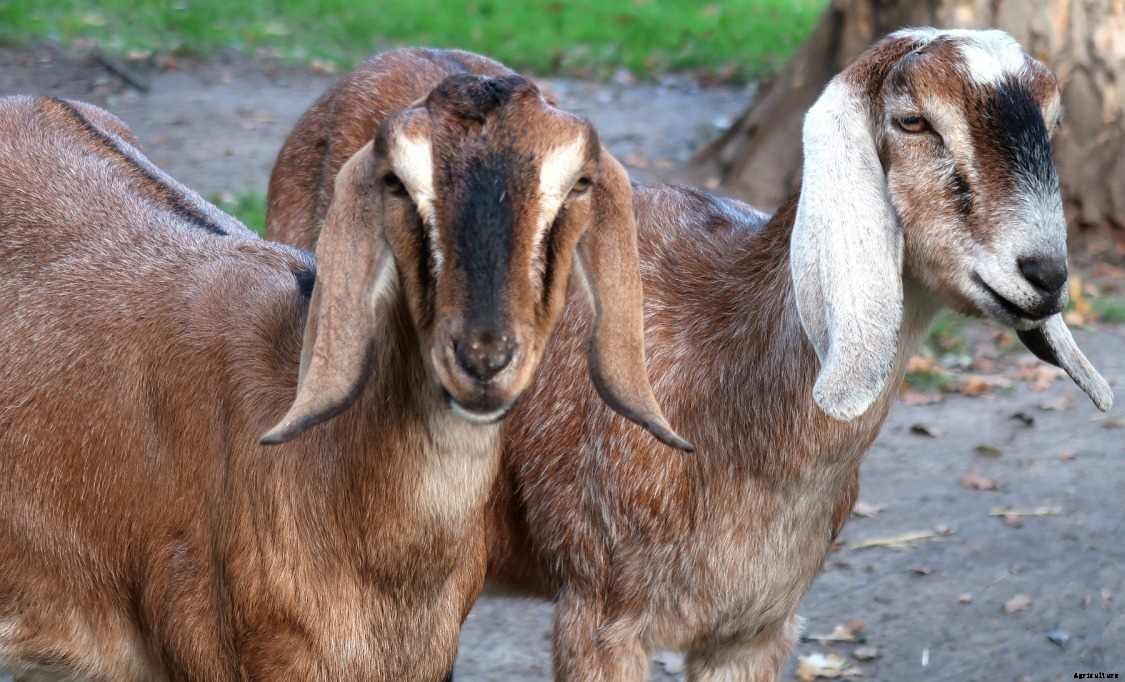 Goat Feed Chart and Goat Weight Chart – a Full Guide