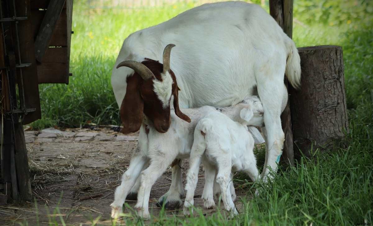 Goat Feed Chart and Goat Weight Chart – a Full Guide