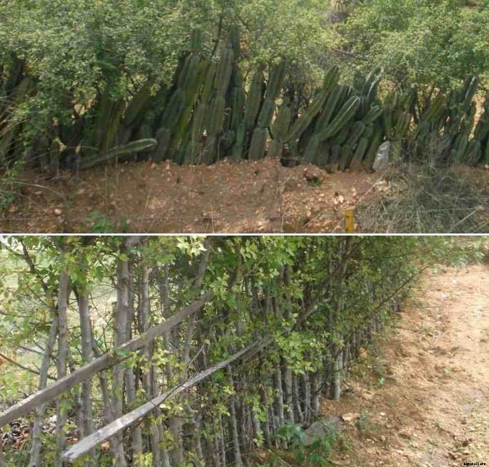 Bio Fencing Plants, Benefits in India – A Full Guide