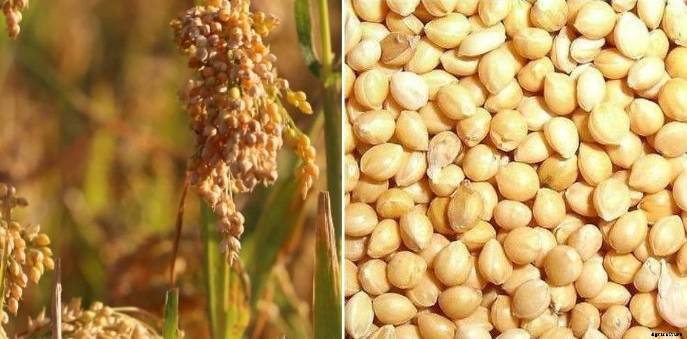 Proso Millet Farming, Cultivation Practices