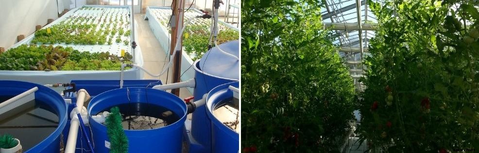 Aquaponics Farming in the Greenhouse – a Full Guide