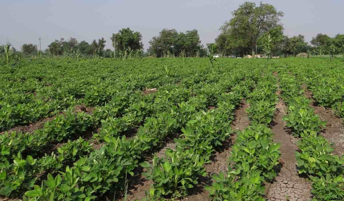 Kharif and Rabi Crops in India – A Full Guide