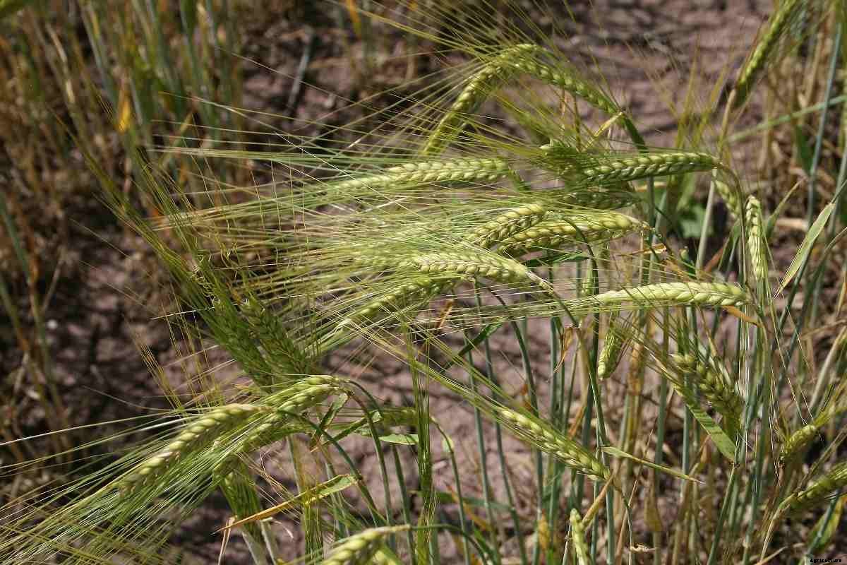 Kharif and Rabi Crops in India – A Full Guide