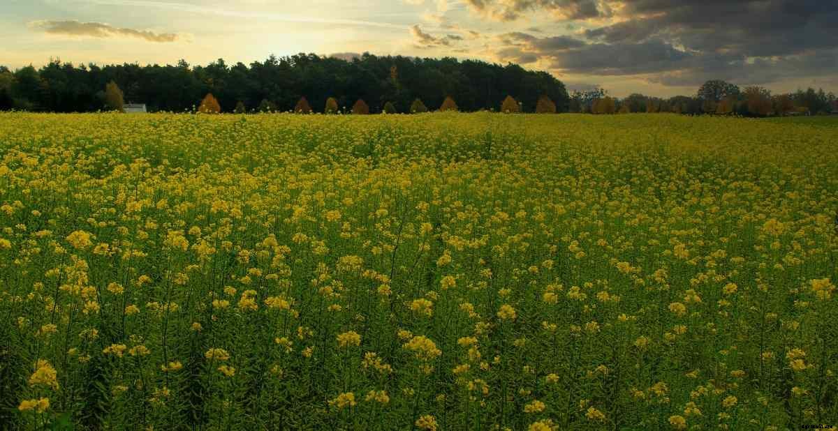 Kharif and Rabi Crops in India – A Full Guide