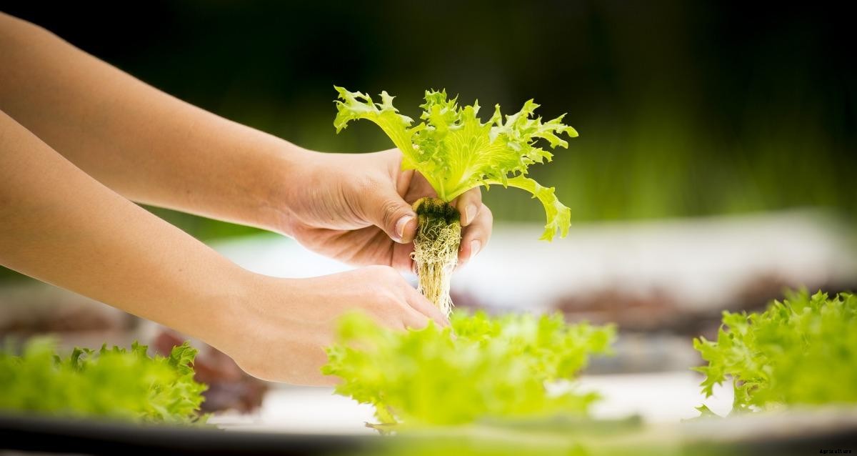 Organic Hydroponics Farming, Cultivation Practices