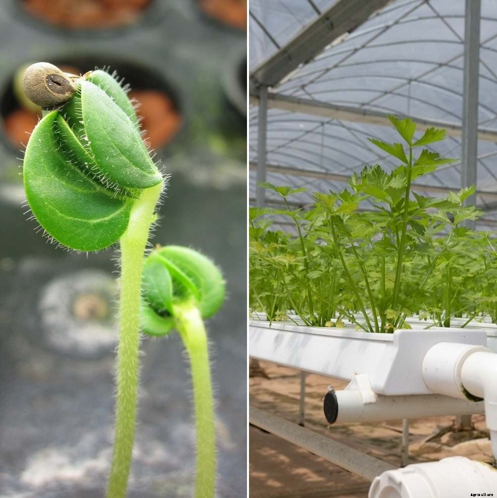Organic Hydroponics Farming, Cultivation Practices