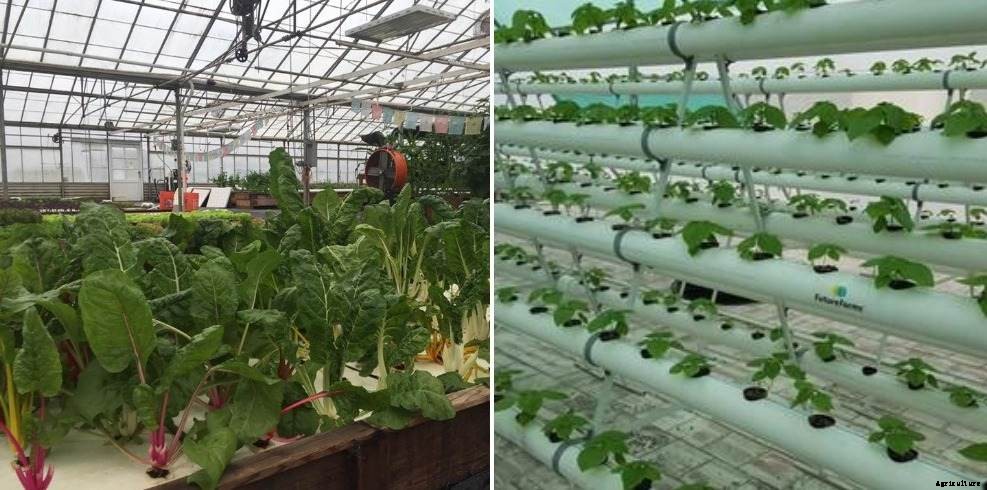 Aquaponics Farming Business Plan for Profits
