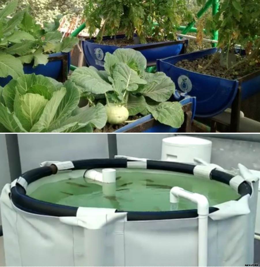 Aquaponic Farming in India – a Full Guide
