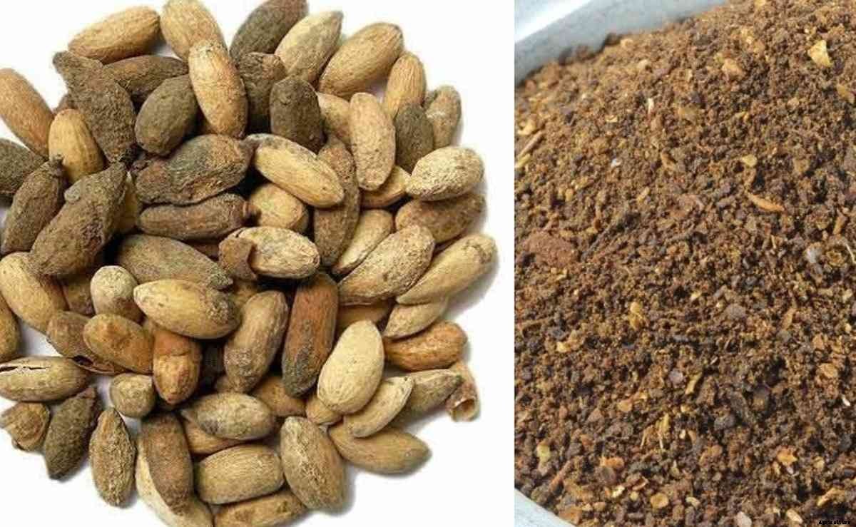 Neem Seed Kernel Extract – Procedure and Preparation