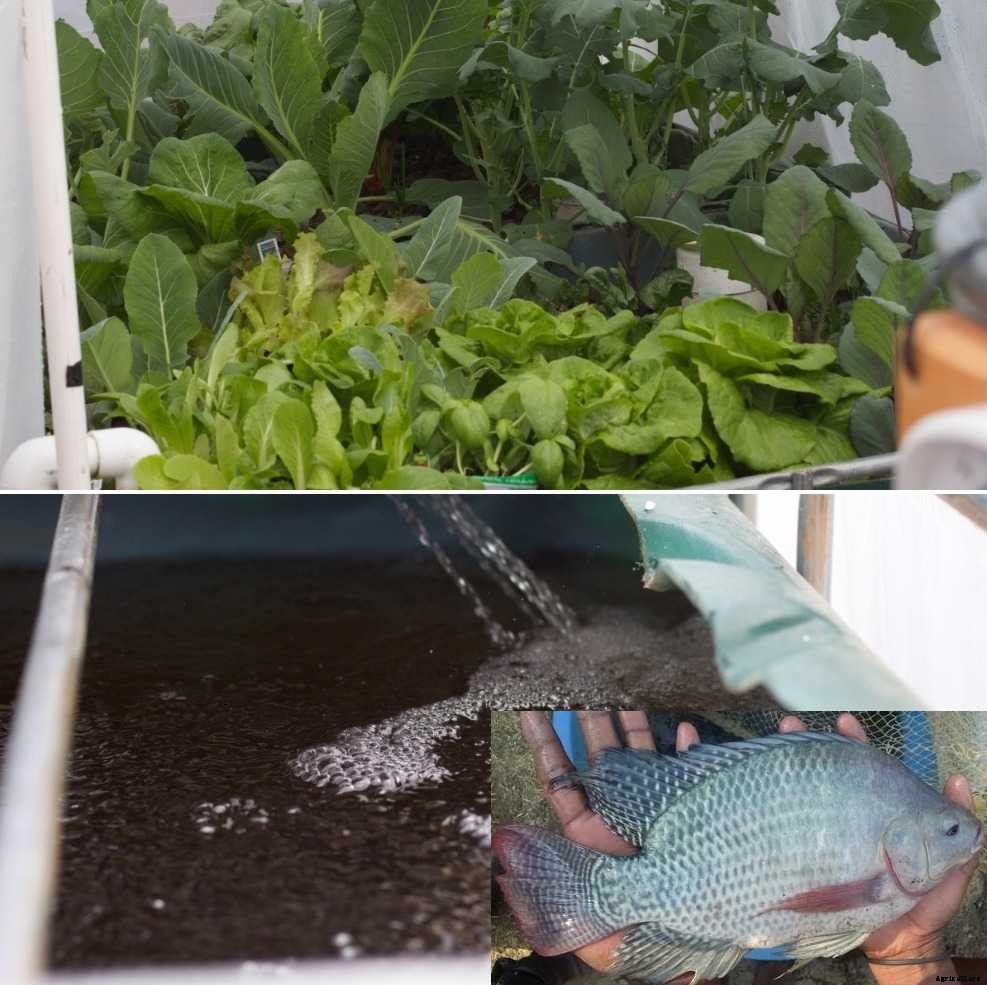 Tilapia Fish Farming in Aquaponics – a Full Guide