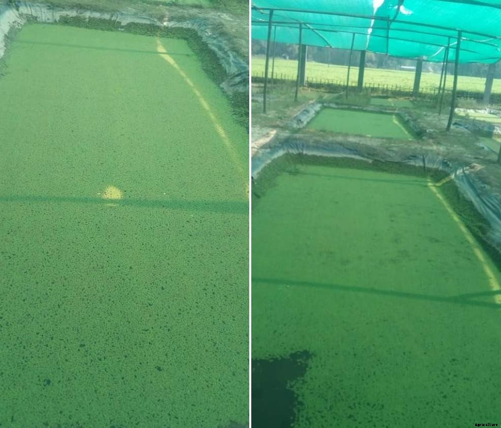 Azolla as Livestock Feed (Animals/Poultry/Fish)
