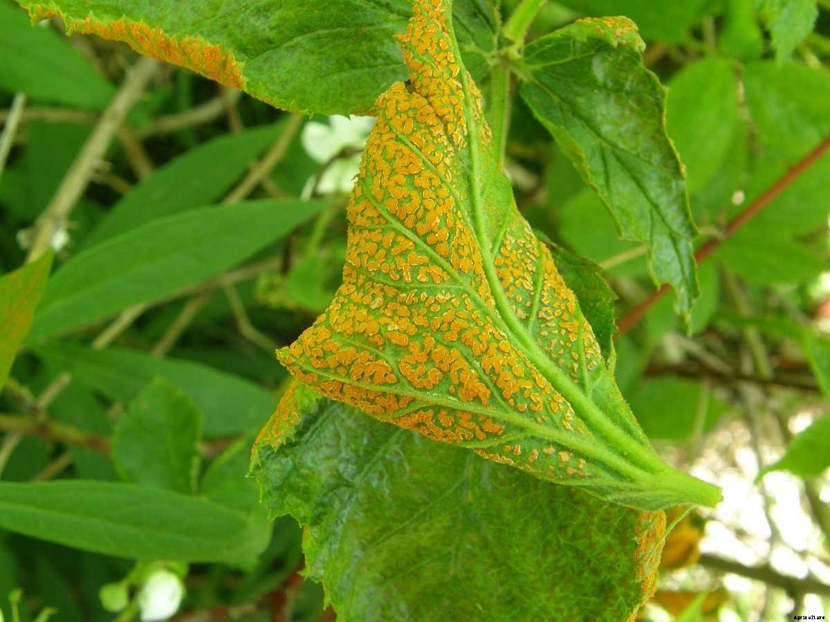 Crop Pest and Disease Management – a Full Guide