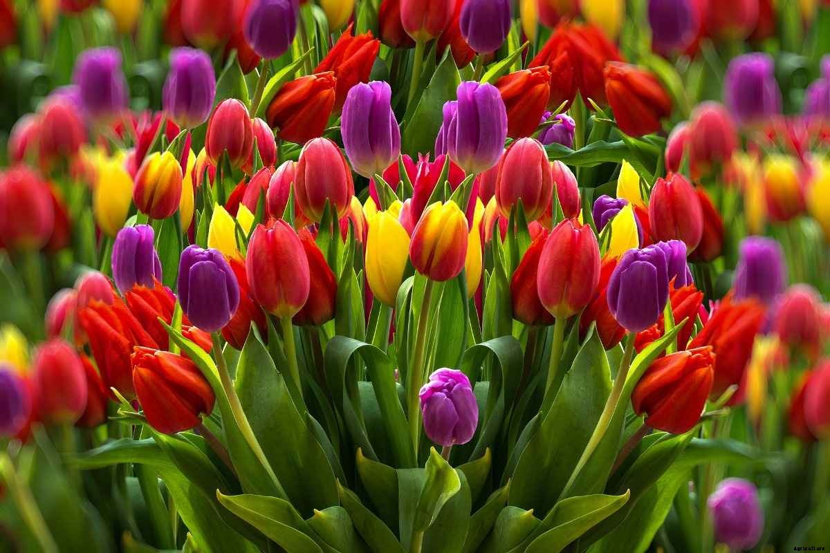 Hydroponic Tulips Farming, Growing Tulips Hydroponically