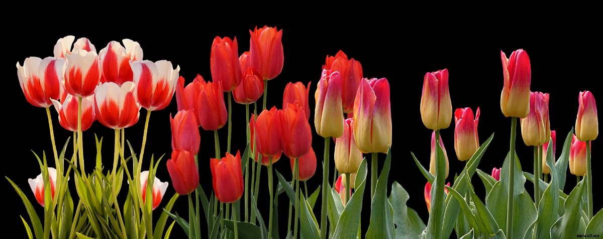 Hydroponic Tulips Farming, Growing Tulips Hydroponically