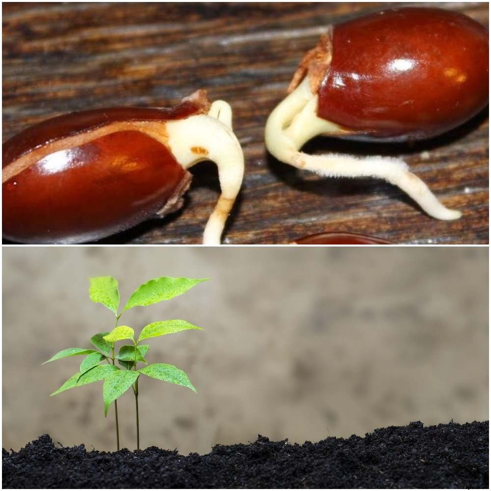 Growing Lychee from Seed (Litchi/Lichi) – a Full Guide