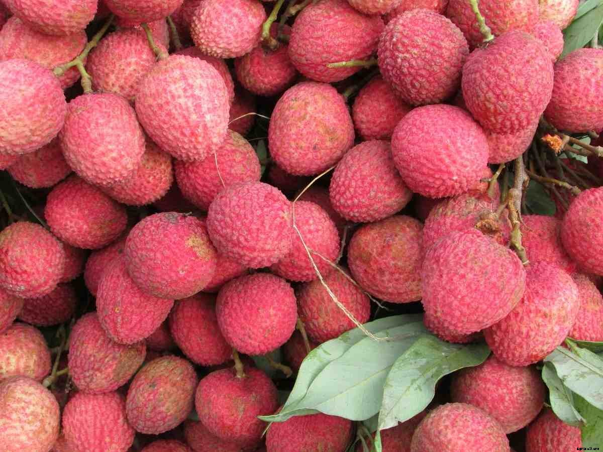 Growing Lychee from Seed (Litchi/Lichi) – a Full Guide