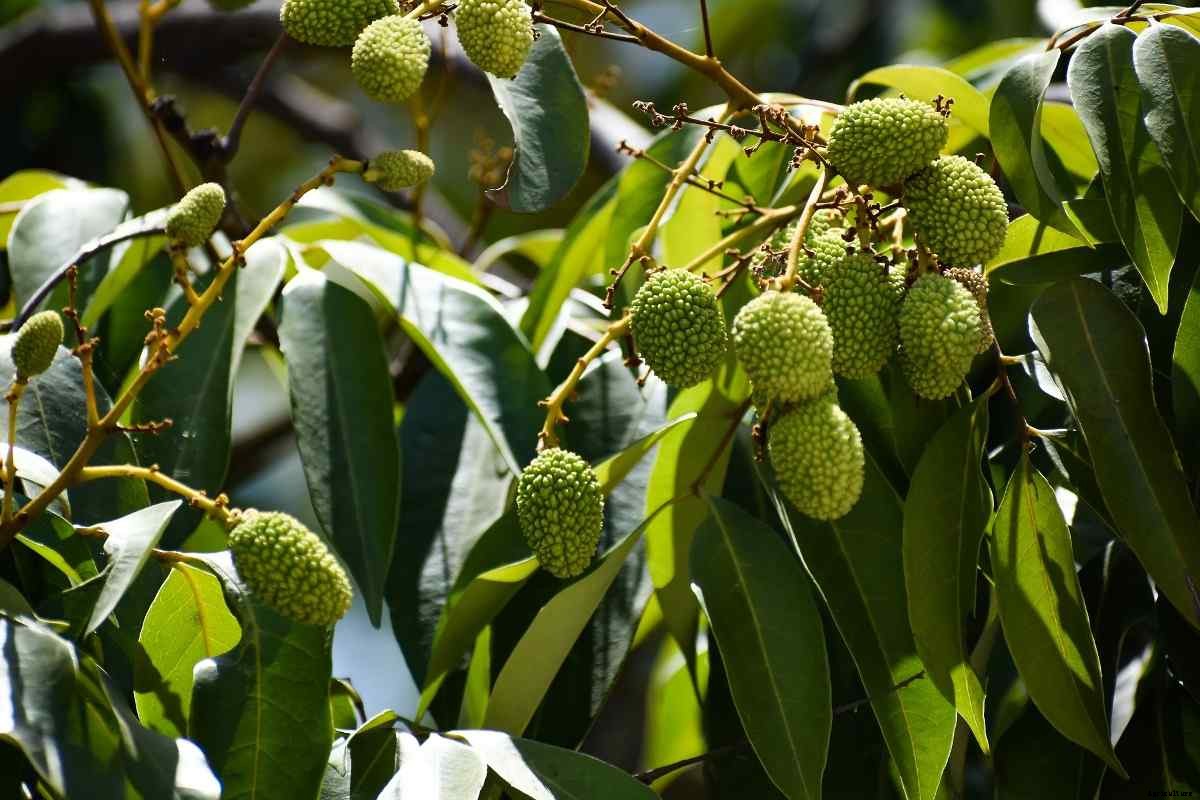 Growing Lychee from Seed (Litchi/Lichi) – a Full Guide