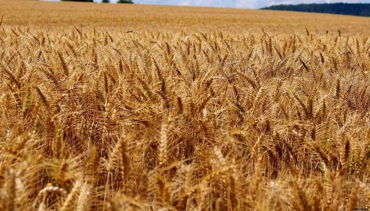 Post-Harvest Technology of Cereals, Pulses, and Oilseeds