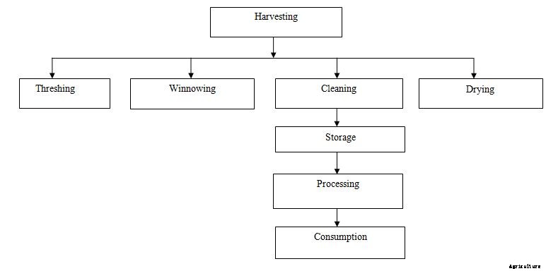Post-Harvest Technology of Cereals, Pulses, and Oilseeds