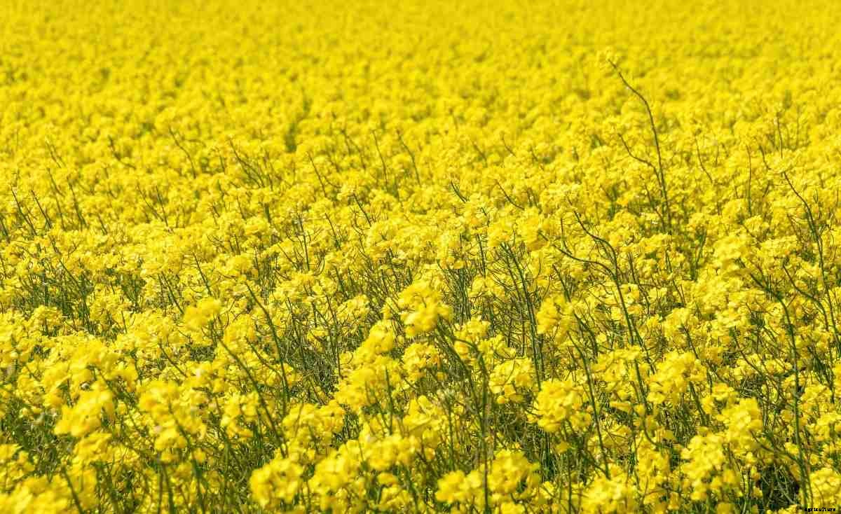 Post-Harvest Technology of Cereals, Pulses, and Oilseeds