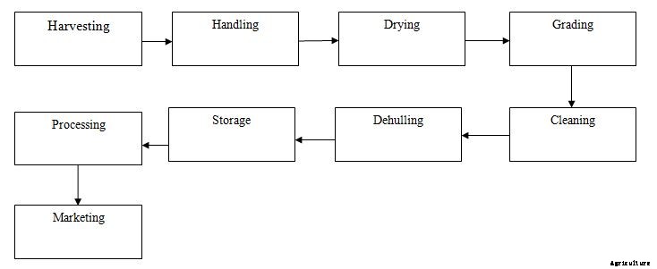 Post-Harvest Technology of Cereals, Pulses, and Oilseeds