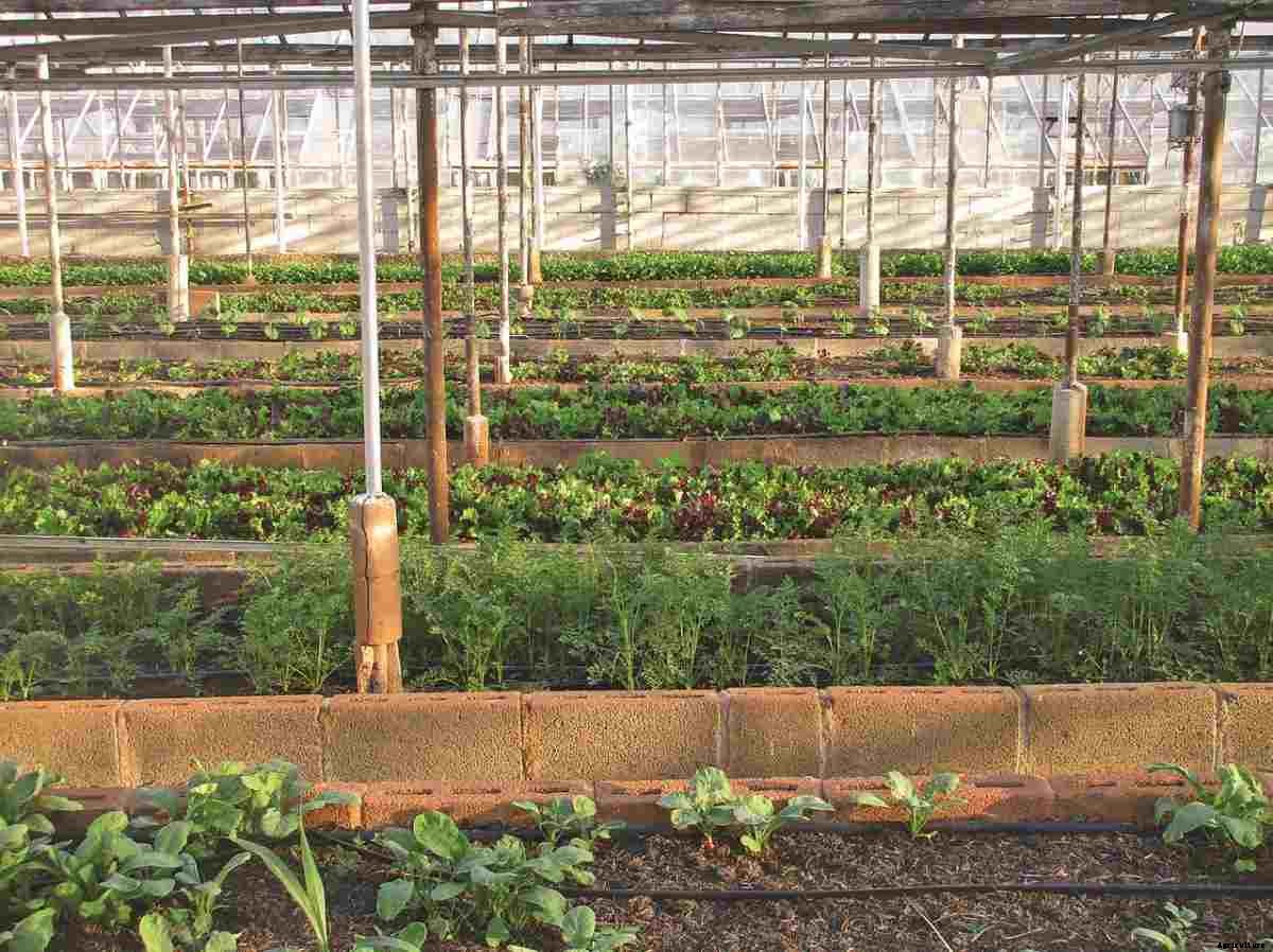 Protected Cultivation of Vegetables, Flowers, and Fruits