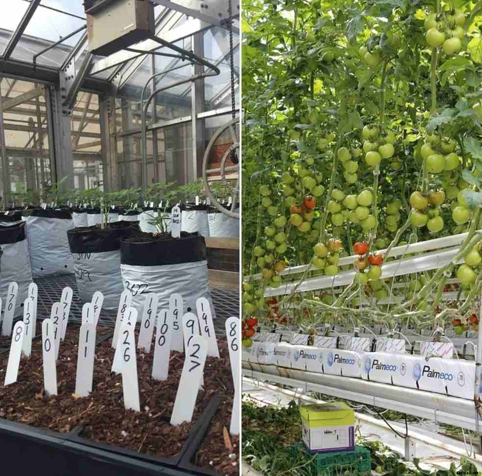 Protected Cultivation of Vegetables, Flowers, and Fruits