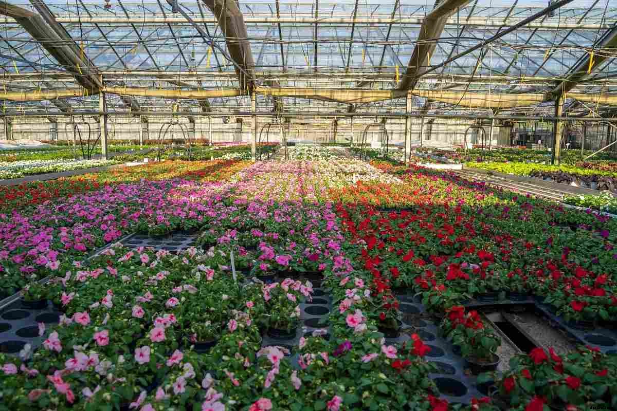 Protected Cultivation of Vegetables, Flowers, and Fruits