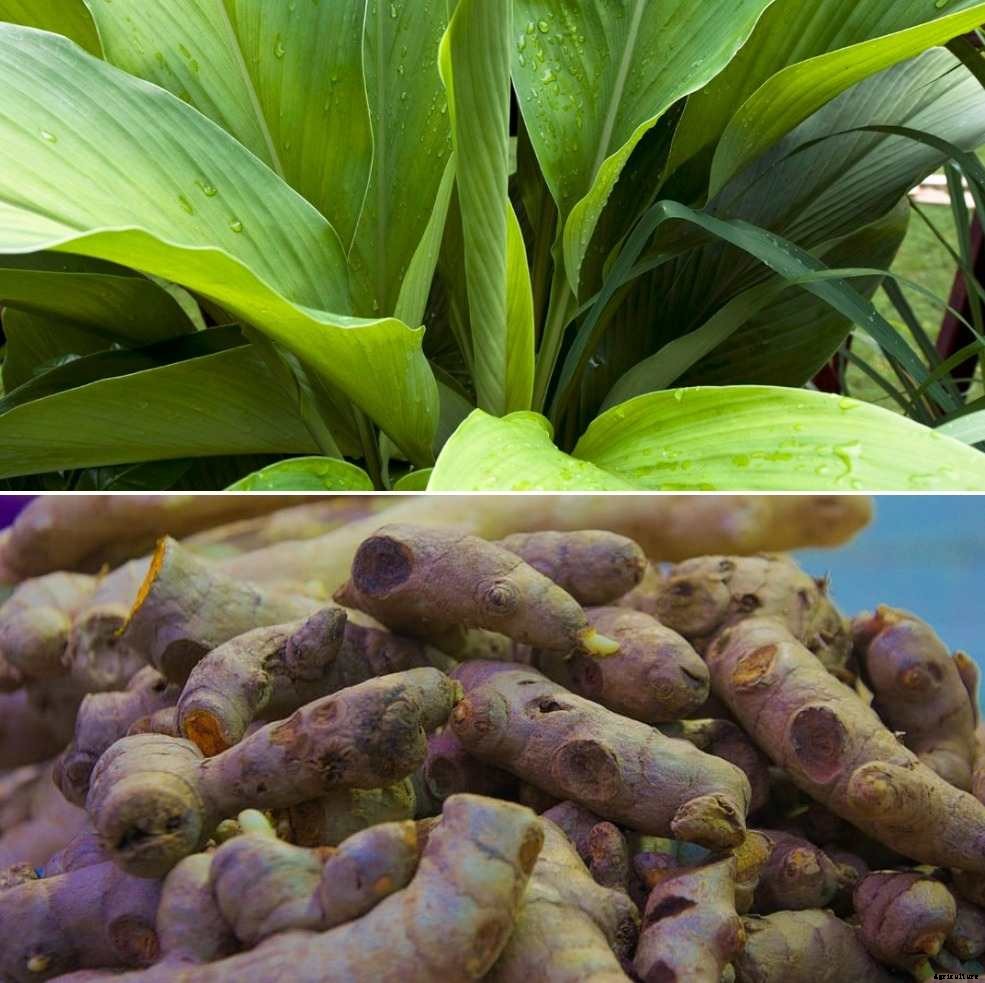 Organic Turmeric Cultivation in Polyhouse (Haldi Farming)