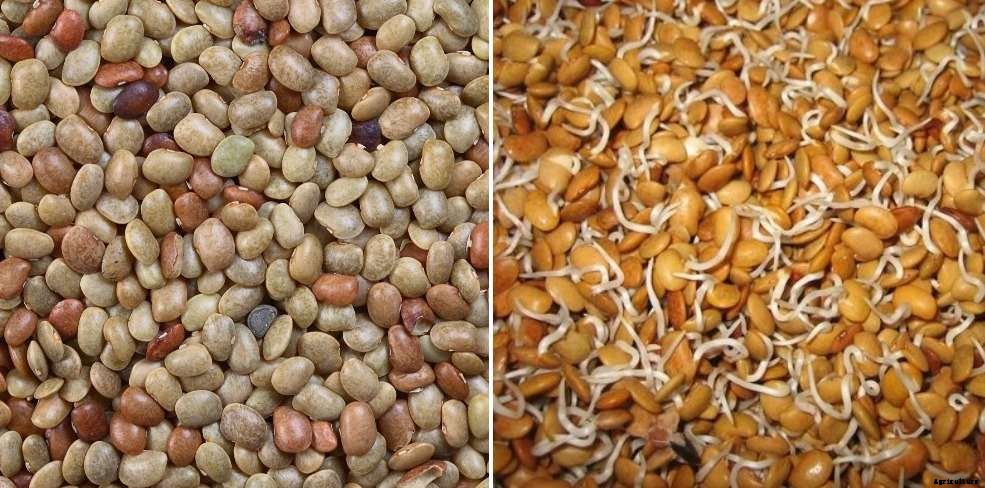 Horse Gram Seed Germination, and Sowing – a Full Guide