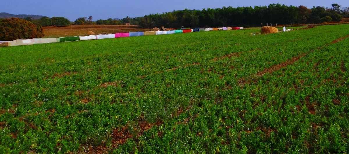 Horse Gram Seed Germination, and Sowing – a Full Guide