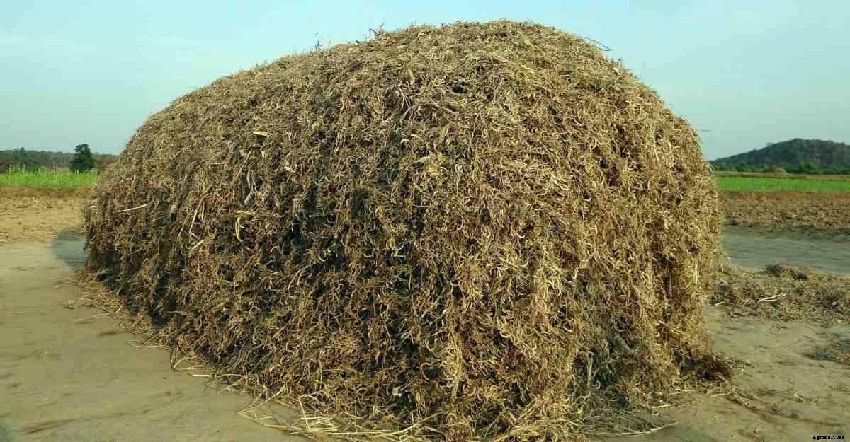 Horse Gram Seed Germination, and Sowing – a Full Guide