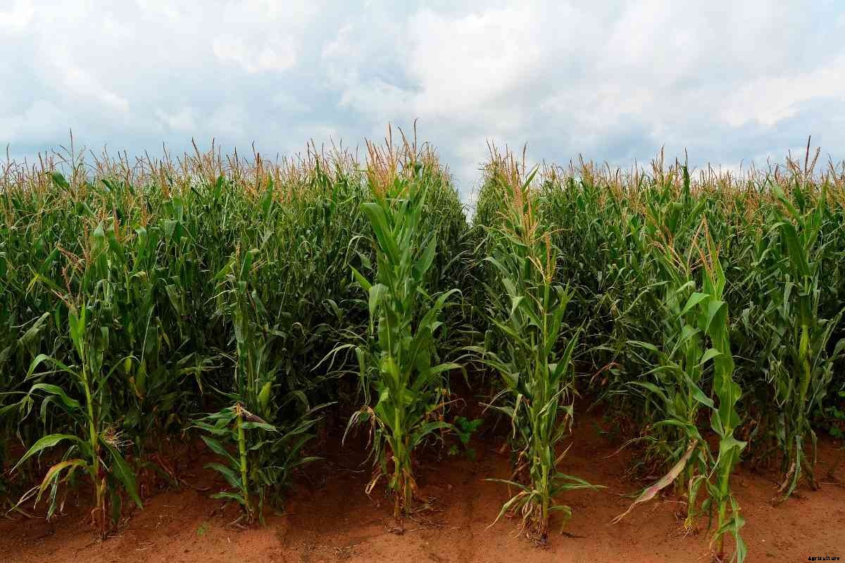 Organic Maize Farming, Cultivation Practices (Corn)