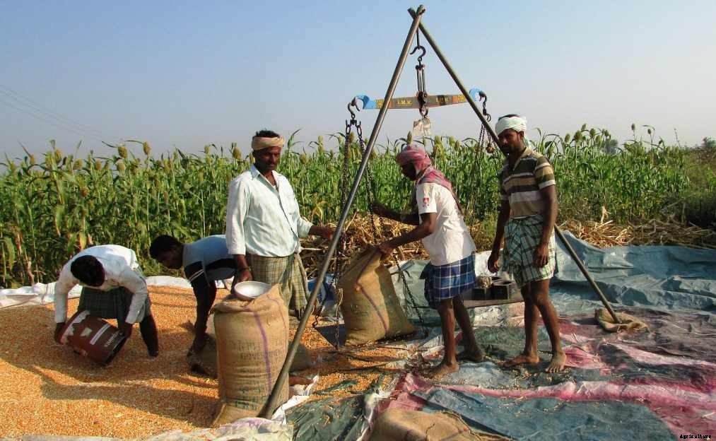 Organic Maize Farming, Cultivation Practices (Corn)