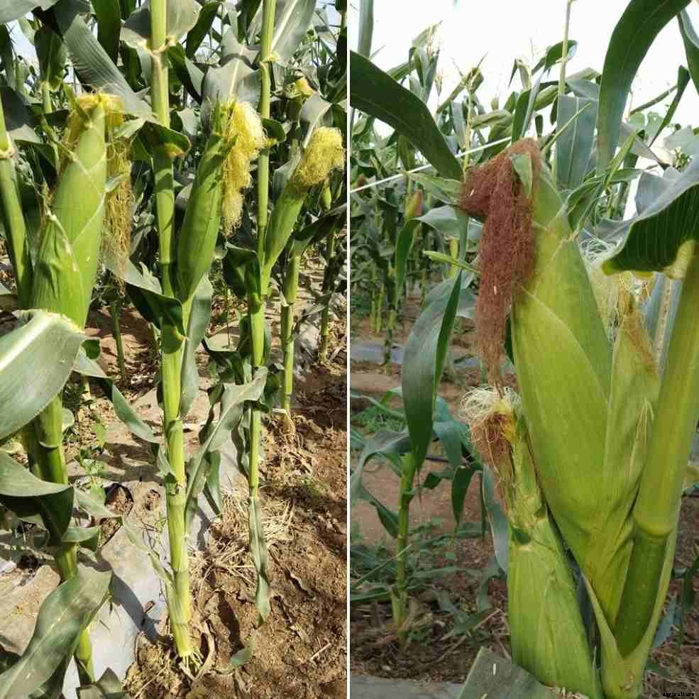 Organic Maize Farming, Cultivation Practices (Corn)